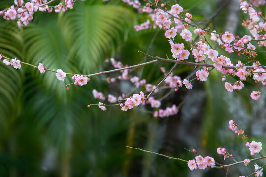 朵朵桃花开