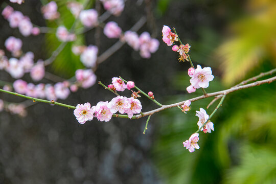 美丽的桃花