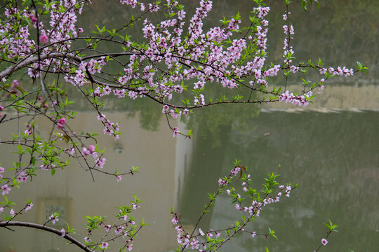 桃花溪水倒影