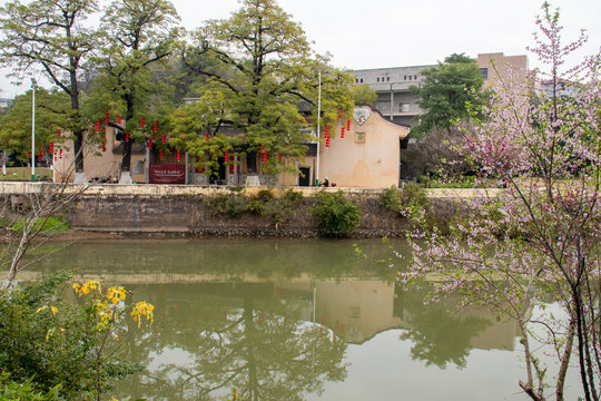 东山书院对面桃花开