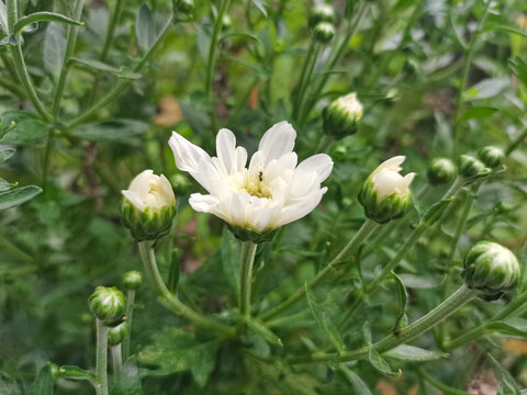 白色的菊花