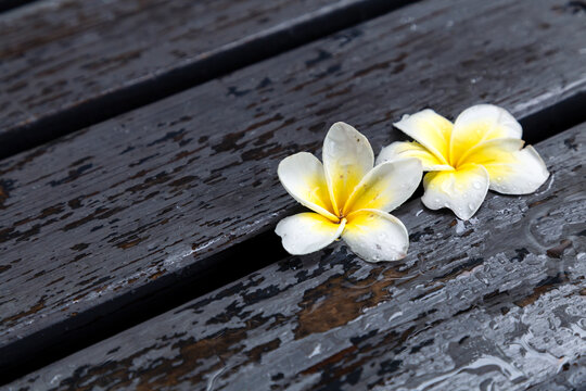 雨中的鸡蛋花