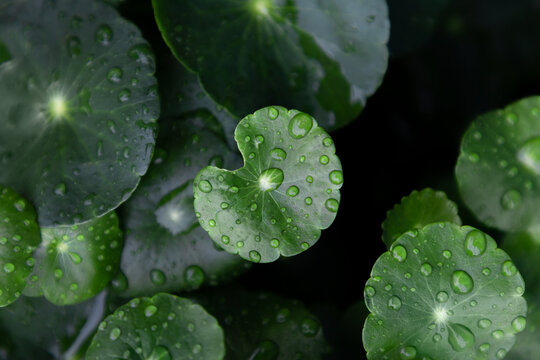 雨后的铜钱草