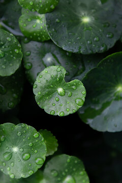 雨后的铜钱草