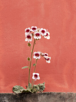 小野花与红墙