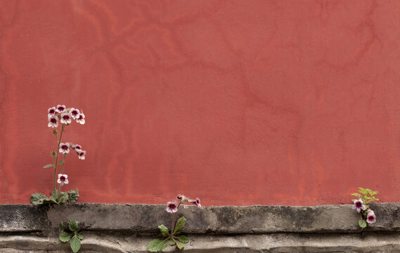 小野花与红墙