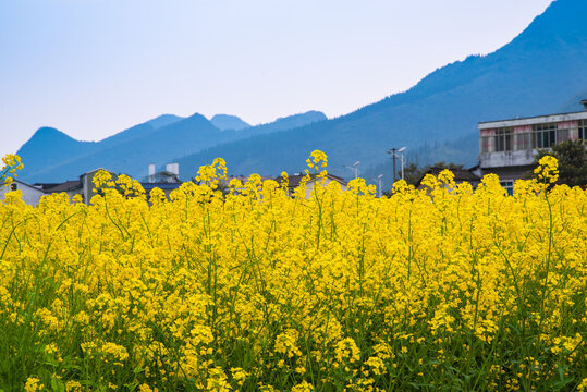 贵州田园风光