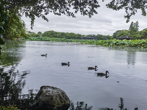 湖面野鸭