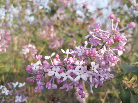 花枝