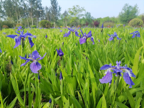 鸢尾草