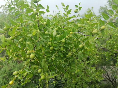 野酸枣树