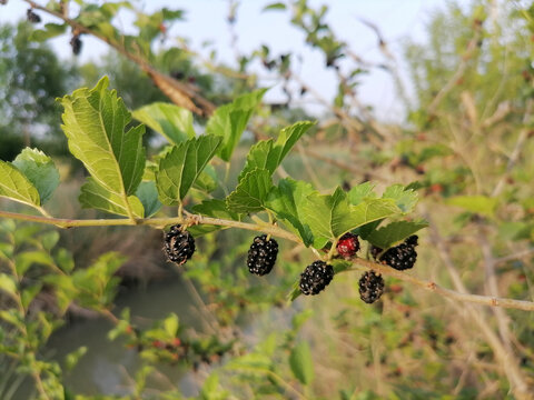 野桑葚