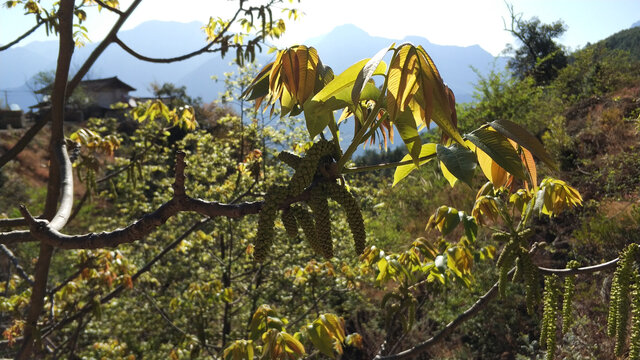 核桃花