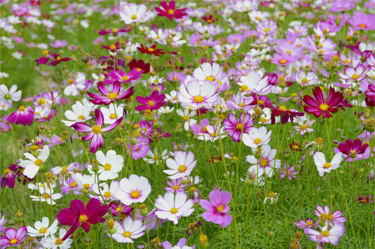 格桑花开