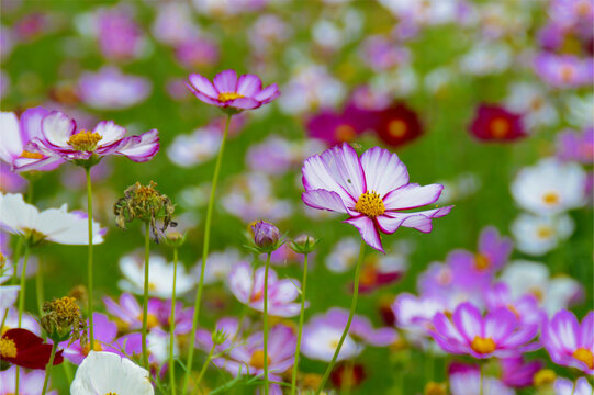 格桑花开