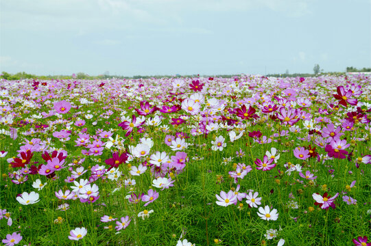 波斯菊花