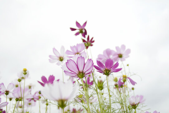 波斯菊花