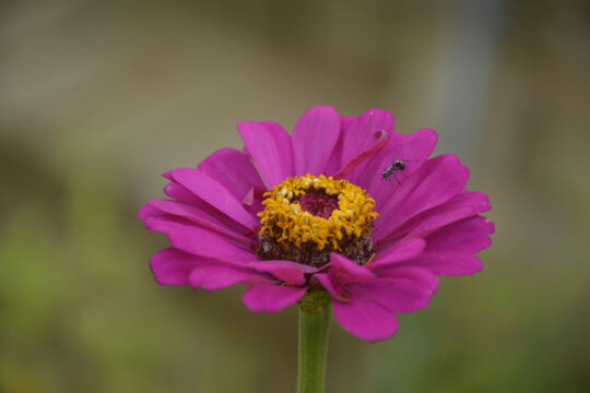 紫红花与蚂蚁