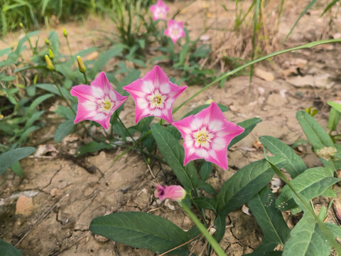 喇叭花田旋花