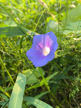 蓝色牵牛花