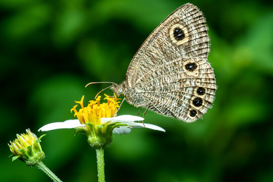 蝴蝶在花上授粉的特写镜头