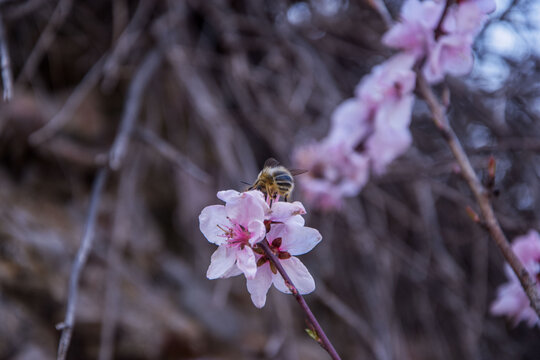 桃花