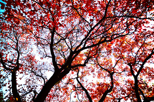 秋天红叶
