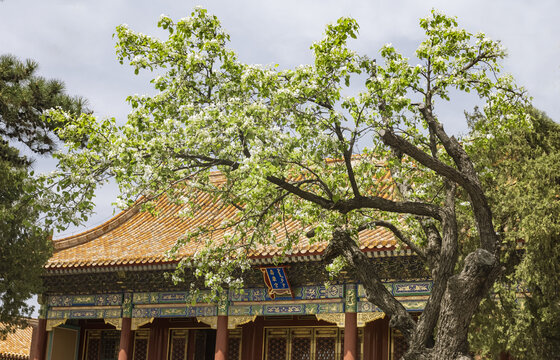 海棠花与古建筑