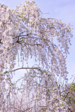 垂枝樱花