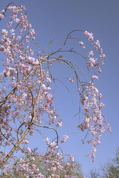 垂枝樱花