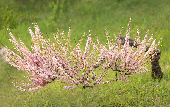 桃花树