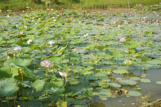 莲花夏荷