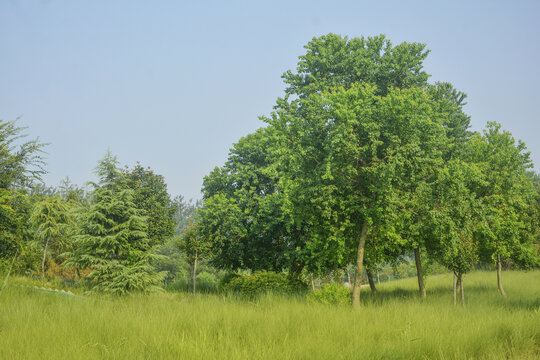 草丛绿树风景
