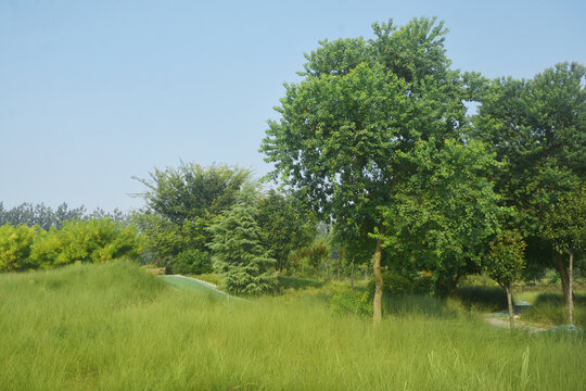 蓝天绿树草丛