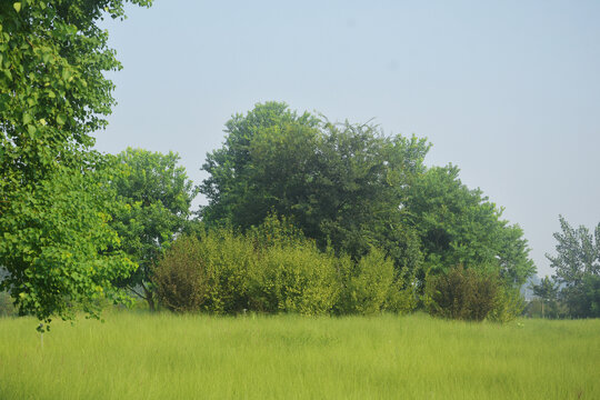 绿树与草丛