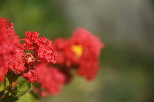 紫薇花特写