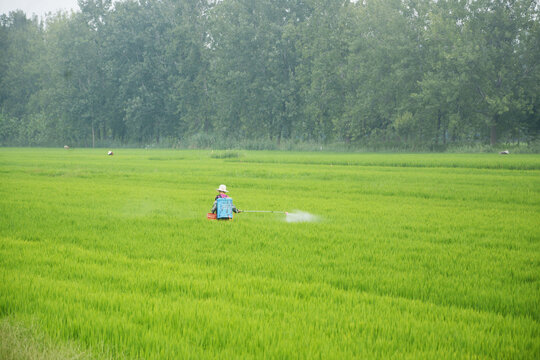 稻田喷洒农药