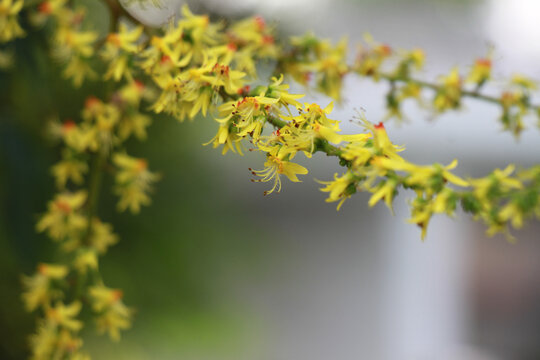 复羽叶栾花