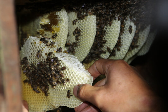 蜂蜜百花蜜蜂巢蜜蜂箱