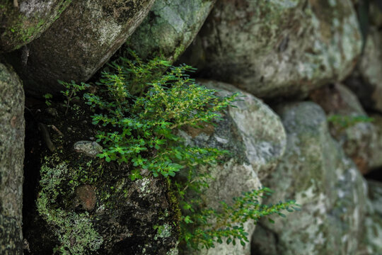 石头缝中生长的小草