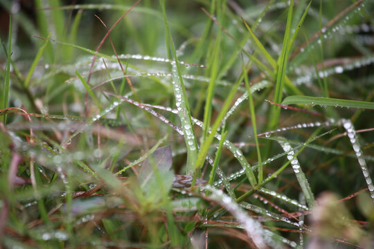 雨水露珠