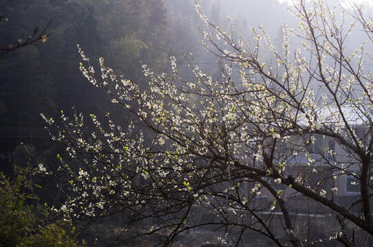 李子花