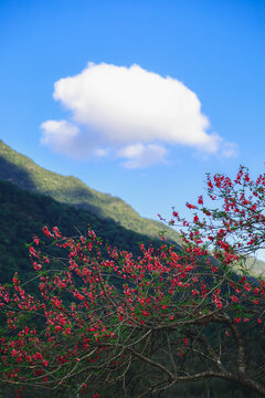 山顶红色花