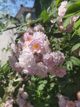 盛开的蔷薇