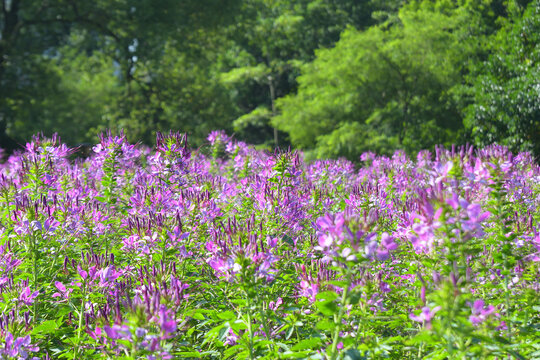 醉蝶花