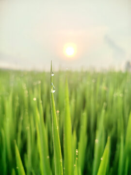 清晨秋季绿色稻田地