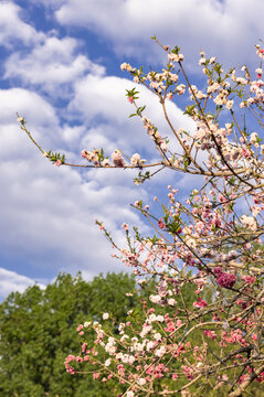 桃花树与蓝天白云