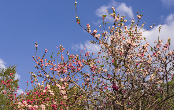 桃花树