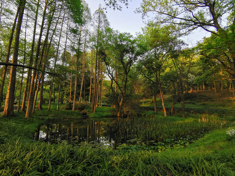 杭州植物园