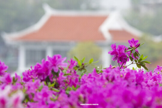 杜鹃花